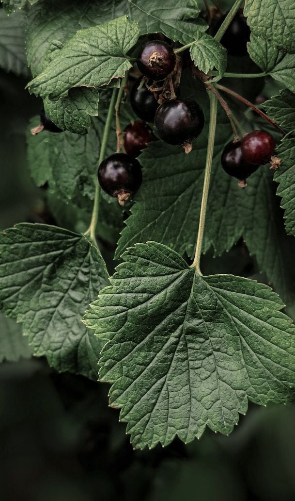 Beeren an einem Strauch